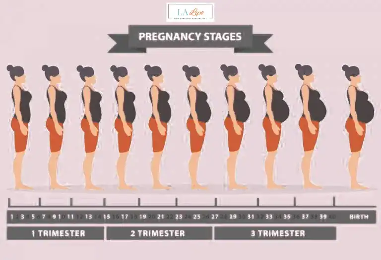 First Trimester (Weeks 1–12): Early Changes You Might Not Notice World's End